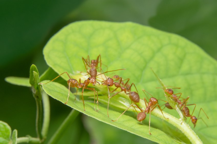 Ant Exterminators in St George, UT | Bairds Pest Control