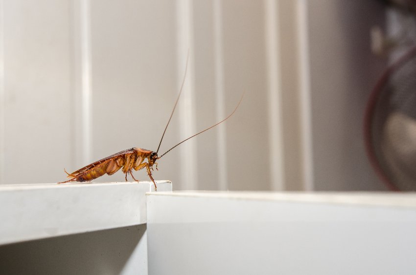 Cockroaches Exterminators in St George, UT | Bairds Pest Control