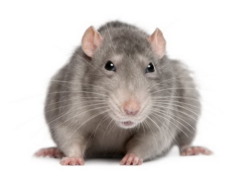Mice & Rodents Exterminators in St George, UT | Bairds Pest Control