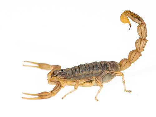 Scorpions exterminators