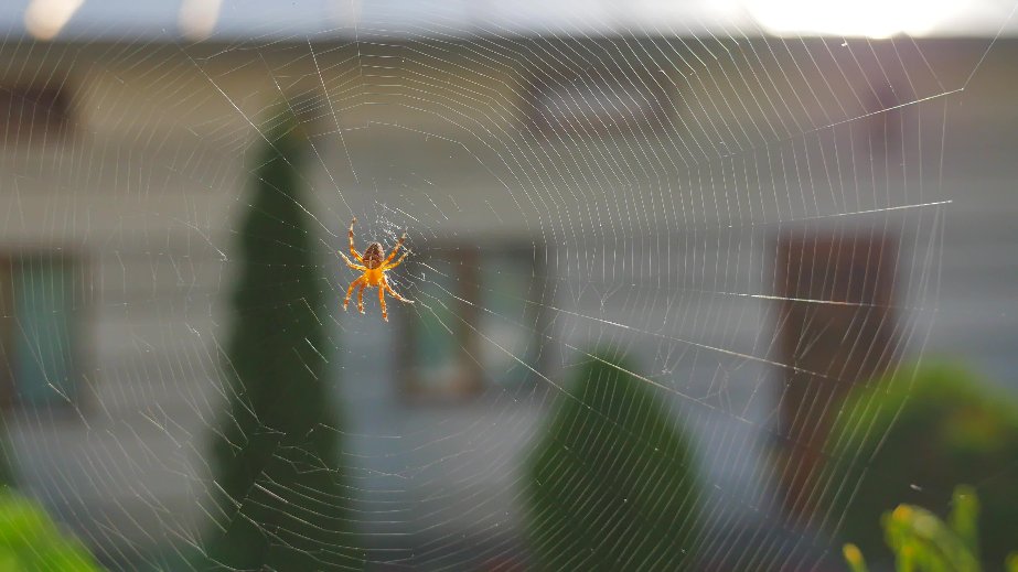Spider Exterminator in St George, UT | Bairds Pest Control