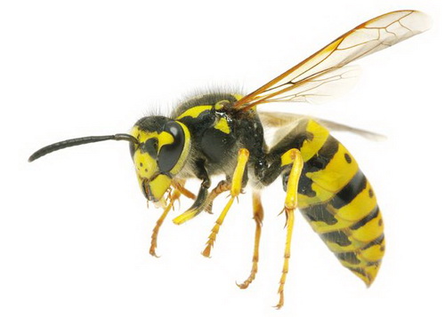 Bees and Hornets Control in St George, UT | Bairds Pest Control